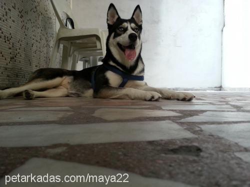 ice Erkek Sibirya Kurdu (Husky)