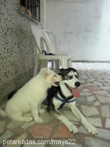 ice Erkek Sibirya Kurdu (Husky)