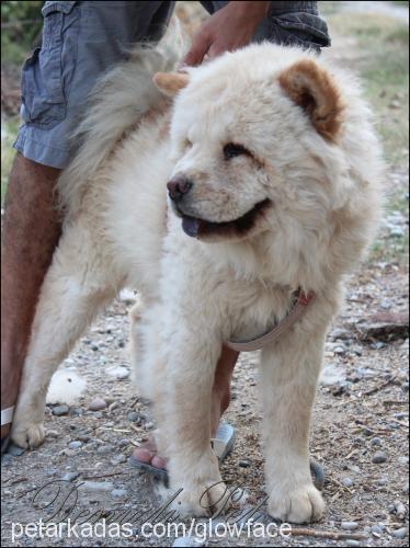 chowchowchow Erkek Chow Chow