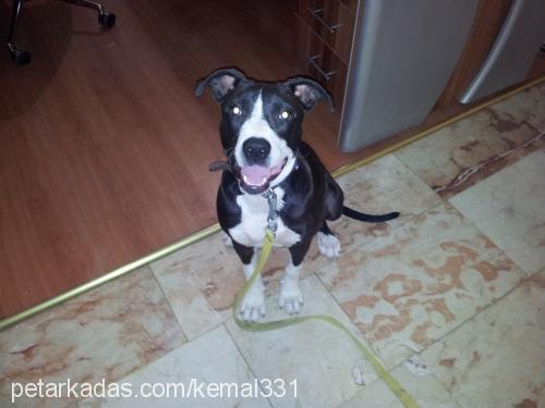 zeytin Dişi Amerikan Pitbull Terrier