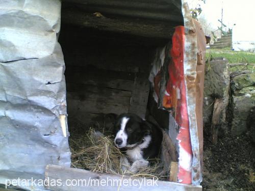 boncuk Erkek Border Collie