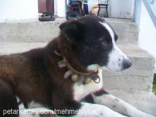 boncuk Erkek Border Collie