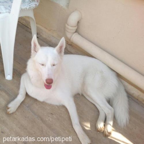 lady Dişi Sibirya Kurdu (Husky)