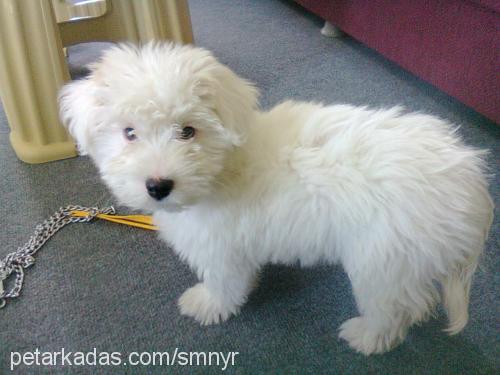 rex Erkek West Highland White Terrier