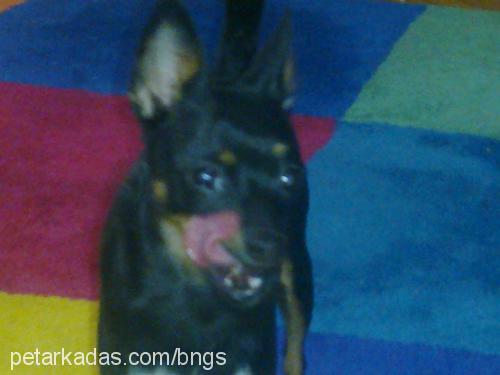 karamel Dişi Minyatür Pinscher