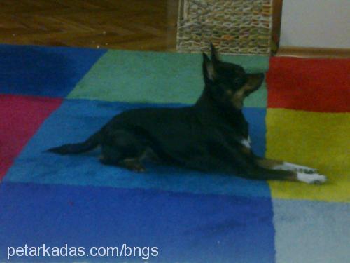 karamel Dişi Minyatür Pinscher