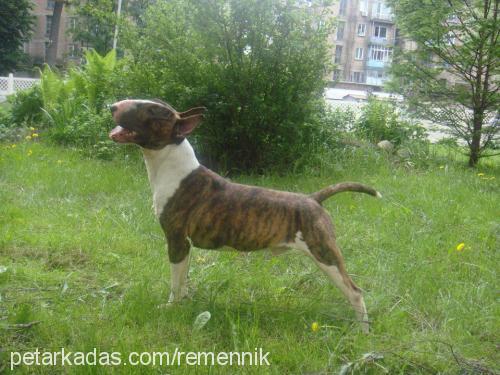 ares Erkek Bull Terrier