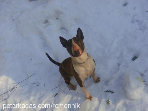 ares Erkek Bull Terrier