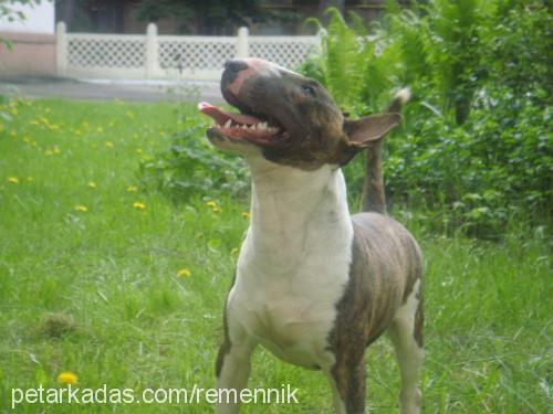 ares Erkek Bull Terrier