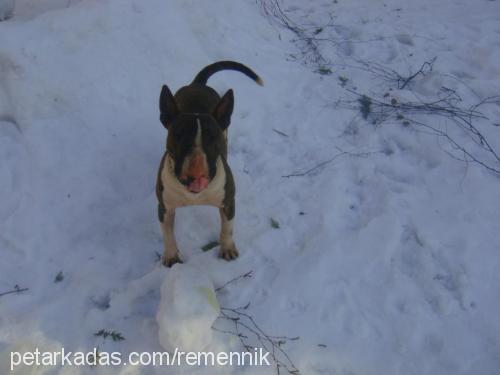 ares Erkek Bull Terrier