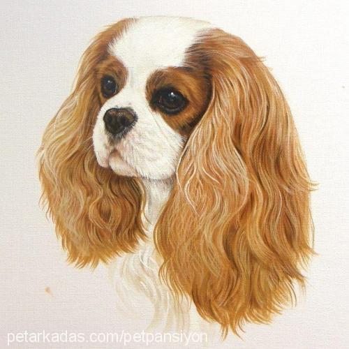 petpansiyon Dişi Cavalier King Charles Spanieli