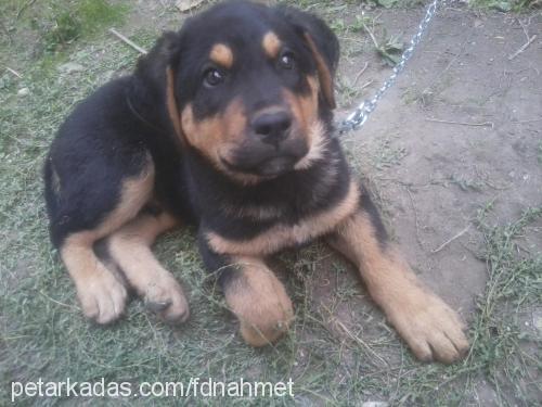 oscar Erkek Rottweiler