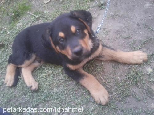 oscar Erkek Rottweiler