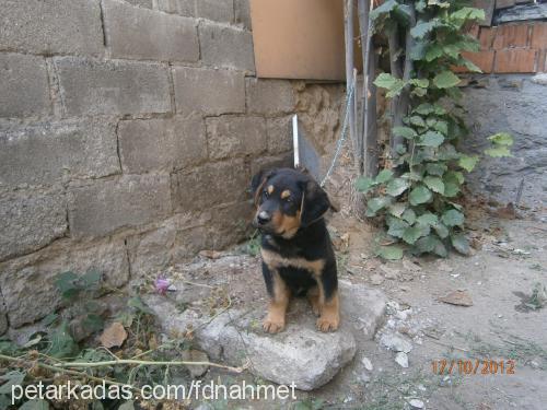 oscar Erkek Rottweiler