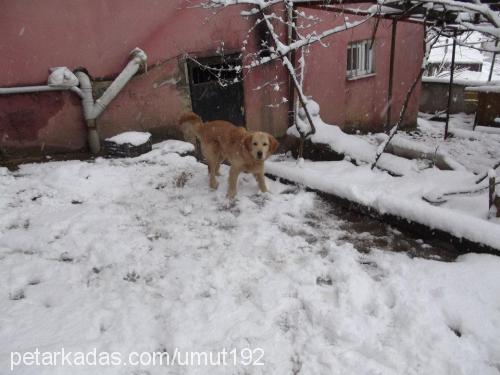 orfi Erkek Golden Retriever