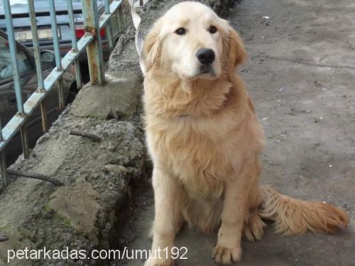 orfi Erkek Golden Retriever