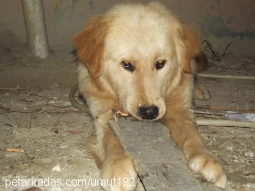 orfi Erkek Golden Retriever