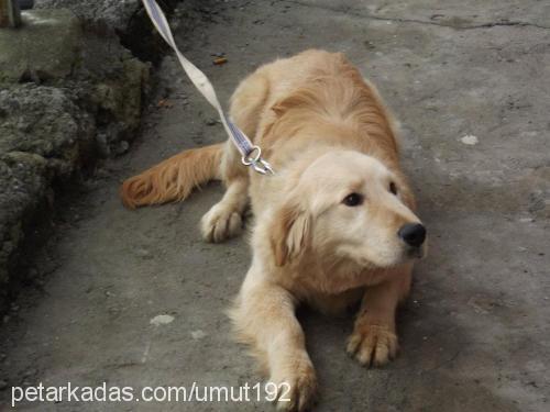 orfi Erkek Golden Retriever