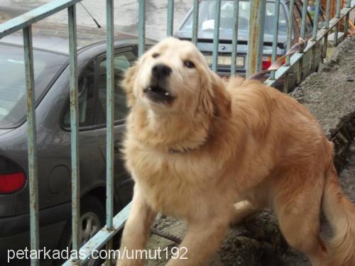 orfi Erkek Golden Retriever