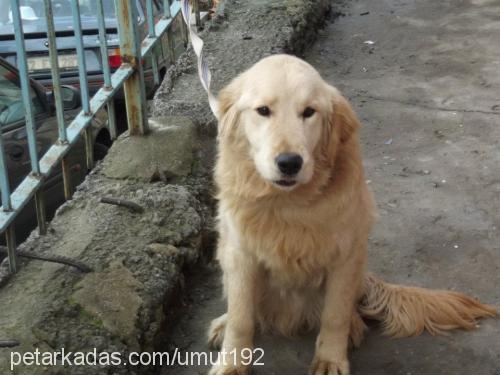 orfi Erkek Golden Retriever