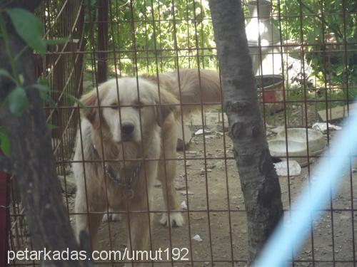 orfi Erkek Golden Retriever