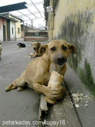 sokö Dişi Sokö (Sokak Köpeği)