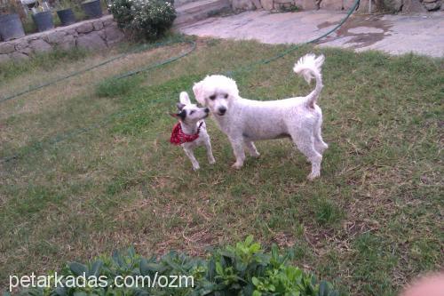 romeo Erkek Poodle (Standart Kaniş)