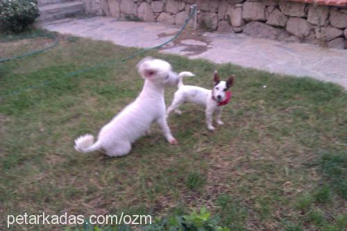 romeo Erkek Poodle (Standart Kaniş)