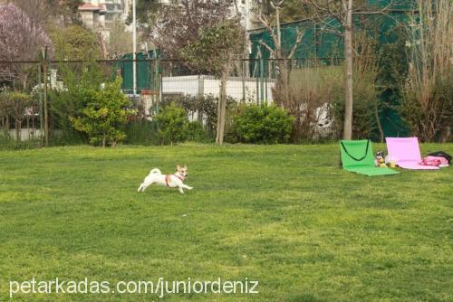 poker Dişi Jack Russell Terrier