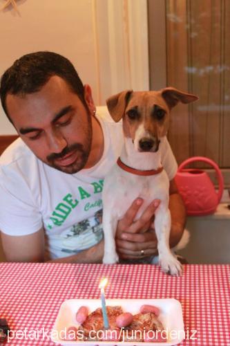 poker Dişi Jack Russell Terrier