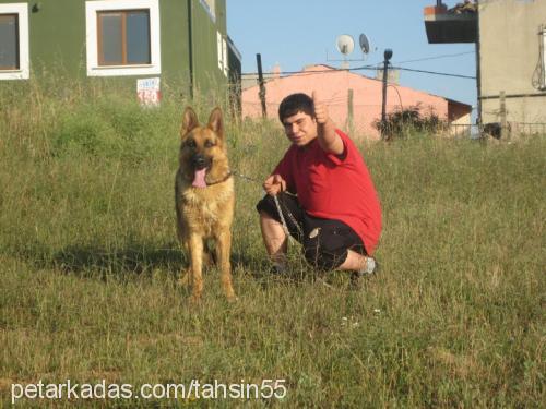 bulut Erkek Alman Çoban Köpeği