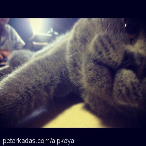 piti Dişi British Shorthair