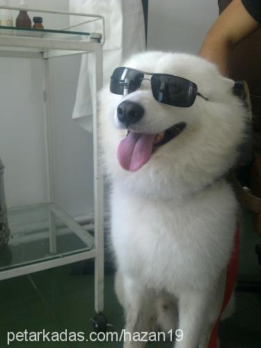 ice Erkek Samoyed