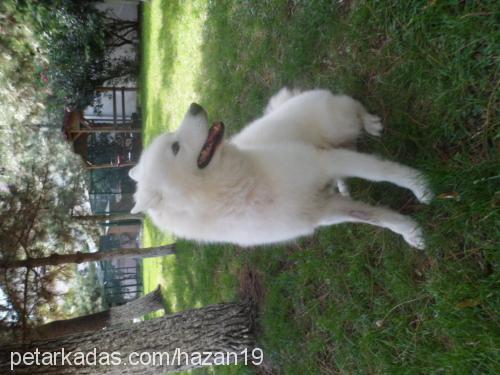 ice Erkek Samoyed