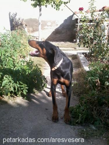 sera Dişi Doberman Pinscher