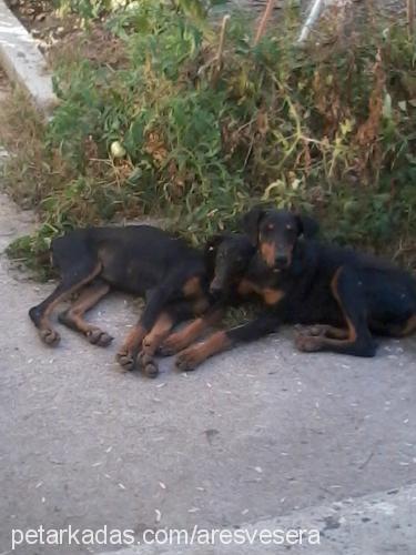 sera Dişi Doberman Pinscher