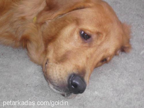 oscar Erkek Golden Retriever