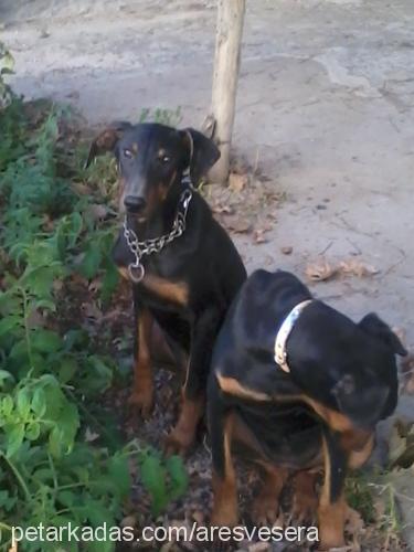 ares Erkek Doberman Pinscher