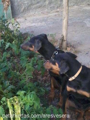 sera Dişi Doberman Pinscher