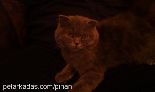 kedi Dişi Scottish Fold