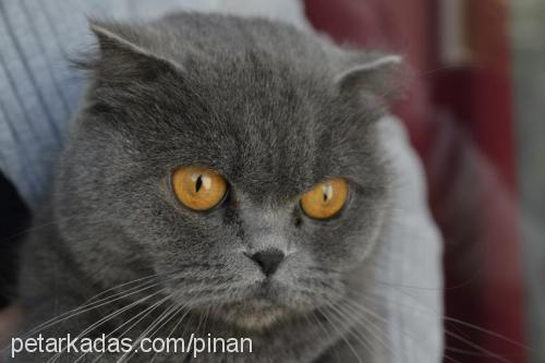 kedi Dişi Scottish Fold