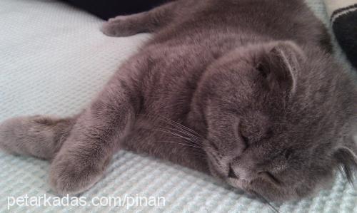 kedi Dişi Scottish Fold