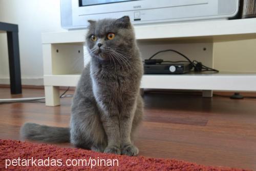 kedi Dişi Scottish Fold