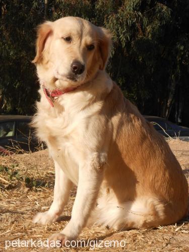 daisy Dişi Golden Retriever