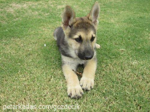 carlos Erkek Alman Çoban Köpeği