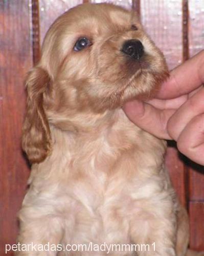 lady Dişi İngiliz Cocker Spaniel