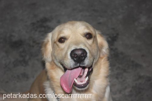 oscar Erkek Golden Retriever