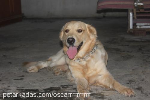 oscar Erkek Golden Retriever