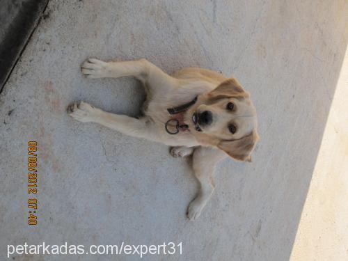 linda Dişi Golden Retriever