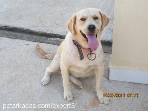 linda Dişi Golden Retriever